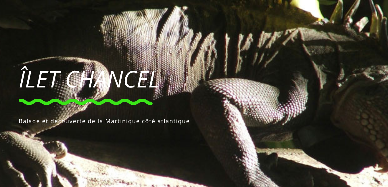 Sortie écologique en kayak ou pirogue à la rencontre des iguanes de Martinique